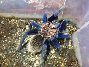 Xenesthis sp Blue Tarantula for sale
