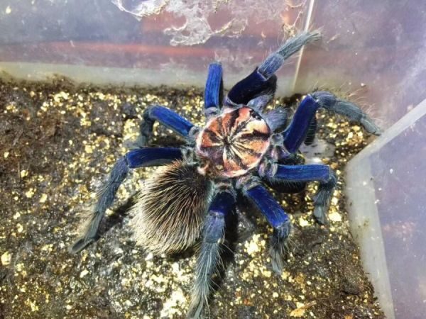 Xenesthis sp Blue Tarantula for sale