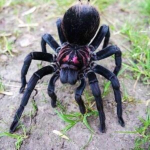 xenesthis sp blue
