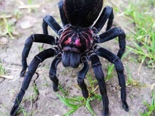 xenesthis sp blue