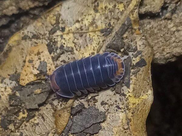 cubaris sp 