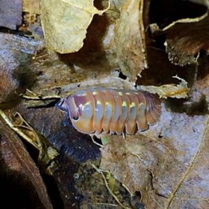 Shrubs Dream Isopods for sale