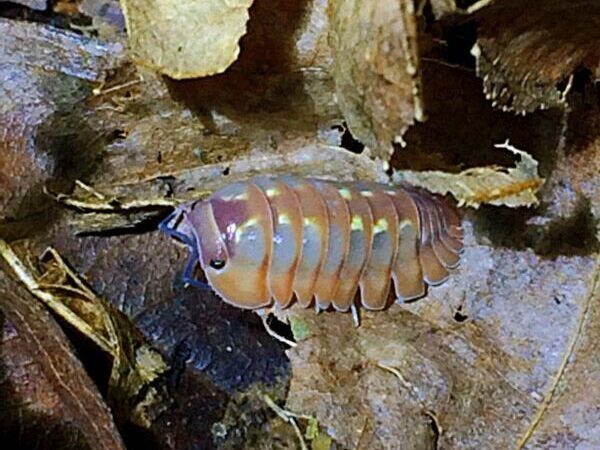 Shrubs Dream Isopods for sale