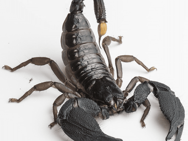 giant forest scorpion