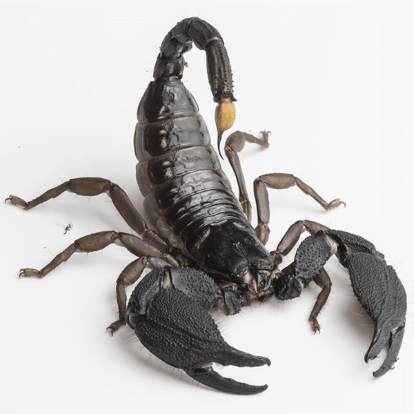 giant forest scorpion