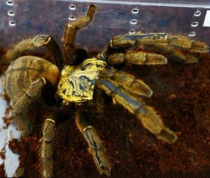 golden knee tarantula