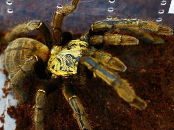 golden knee tarantula