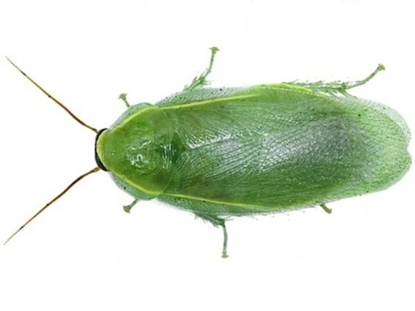 green banana roach