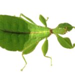 spiny leaf insect