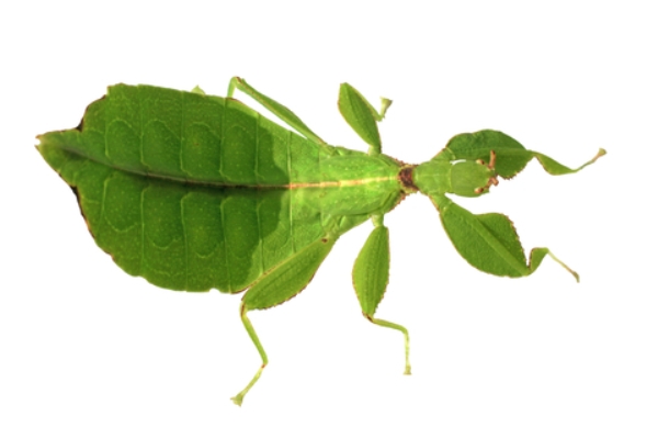 spiny leaf insect