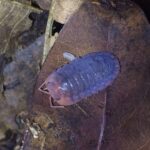 red isopod