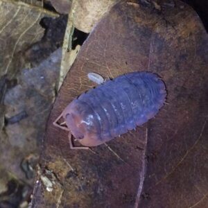 red isopod