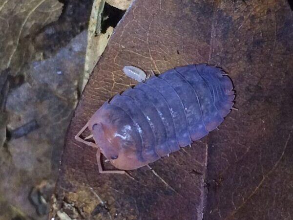 red isopod