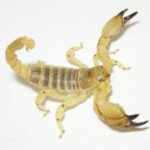 gold scorpion