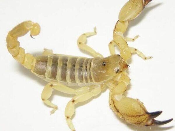 gold scorpion