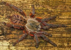 earth tiger tarantula