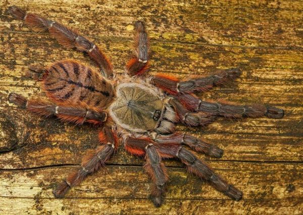 earth tiger tarantula