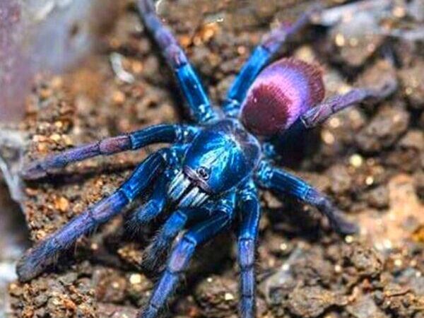 tiger rump tarantula