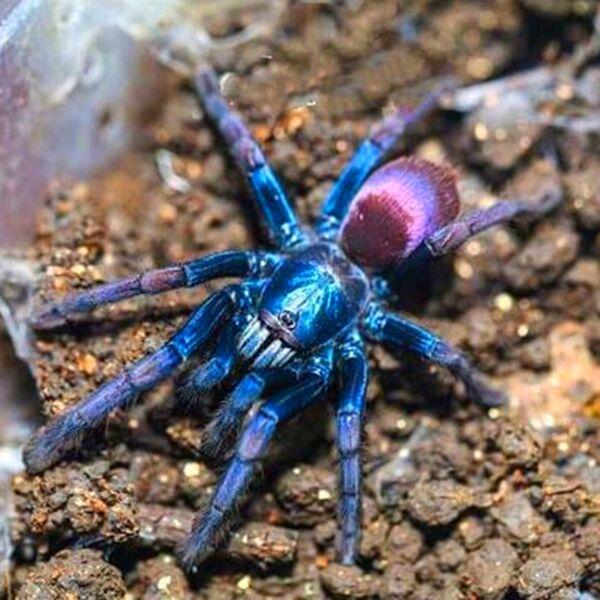 tiger rump tarantula