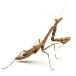 orchid mantis