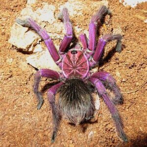 purple bloom tarantula