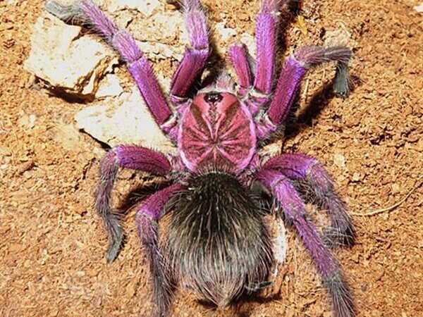 purple bloom tarantula
