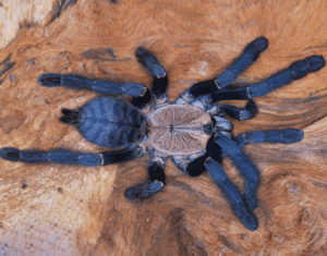 purple earth tiger tarantula