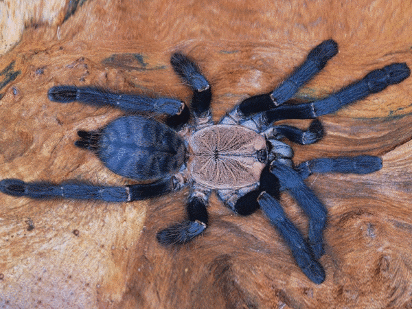 purple earth tiger tarantula