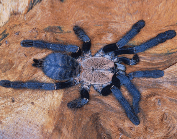 purple earth tiger tarantula