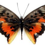 Pseudacraea Acholica Mayencea