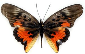 Pseudacraea Acholica Mayencea