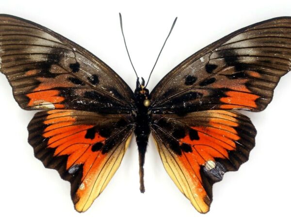 Pseudacraea Acholica Mayencea