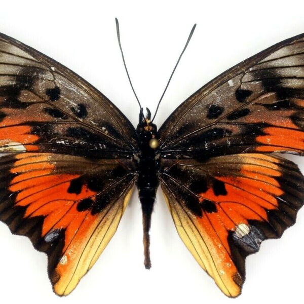 Pseudacraea Acholica Mayencea