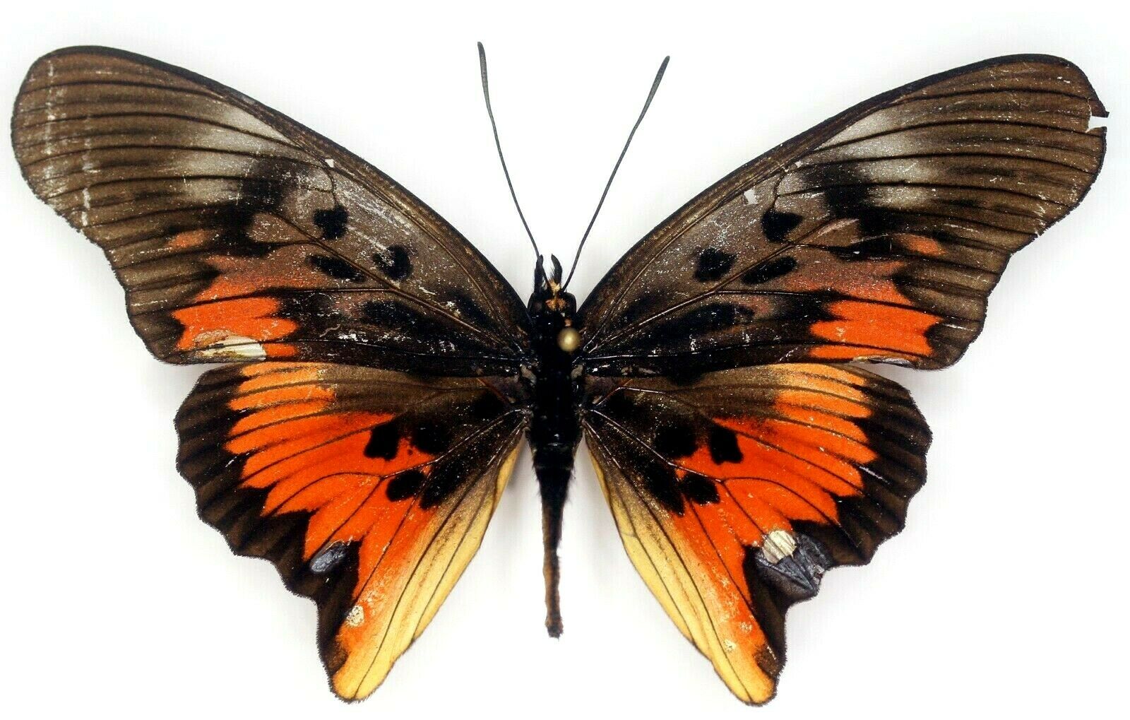 Pseudacraea Acholica Mayencea