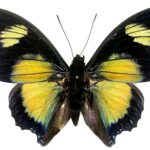 Charaxes Fournierae
