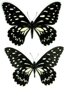 butterfly papilio ulysses