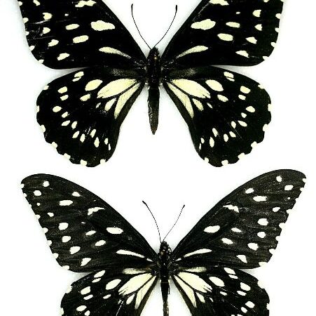 butterfly papilio ulysses