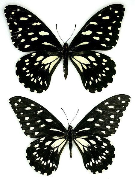 butterfly papilio ulysses