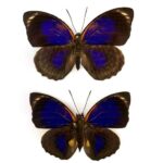 agrias butterfly