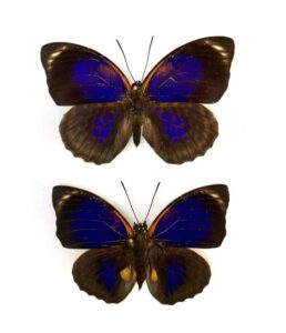 agrias butterfly