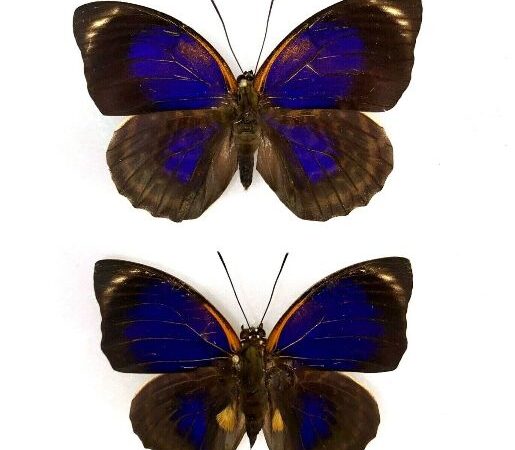 agrias butterfly