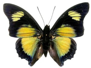 Charaxes Fournierae