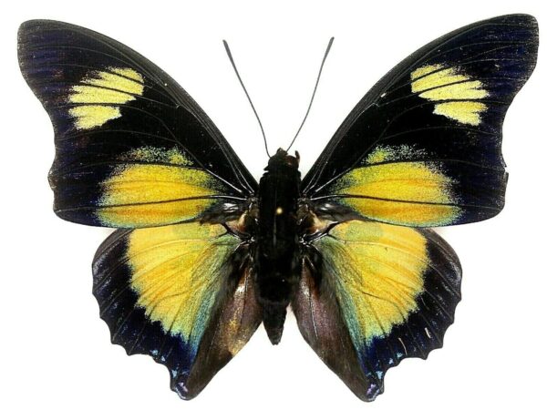 Charaxes Fournierae