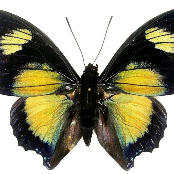 Charaxes Fournierae
