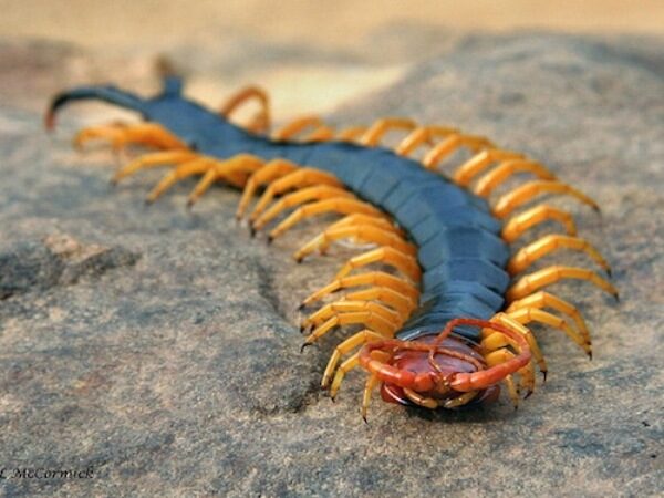 Texas Red Headed Centipede