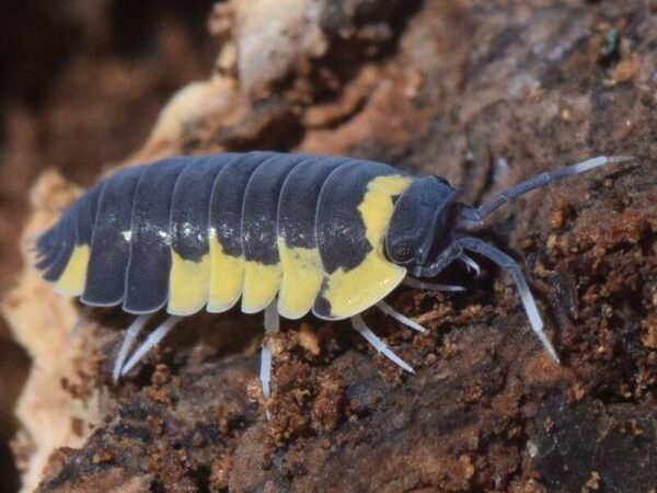 Yellow Panda Isopods