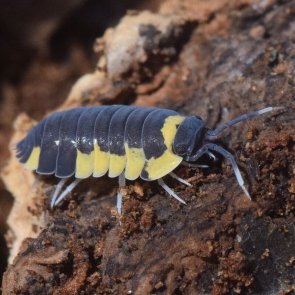 Yellow Panda Isopods