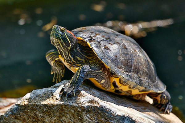 red ear slider turtle