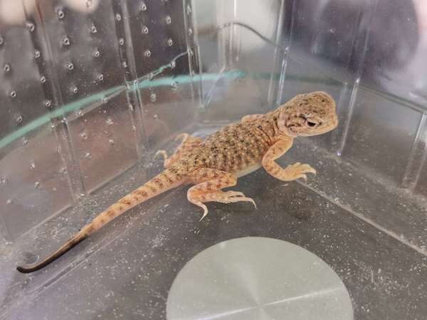 toad headed agama