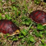 mccord's box turtle